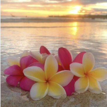 フラダンス初級　北区　十条校スタート♥